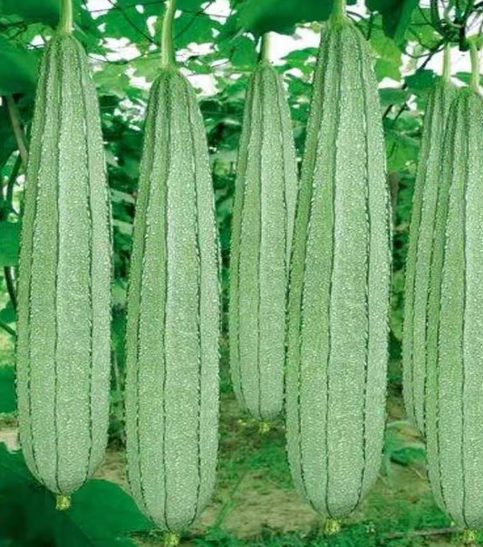 Tips for Successful Angled Loofah Cultivation: From Planting to Harvest