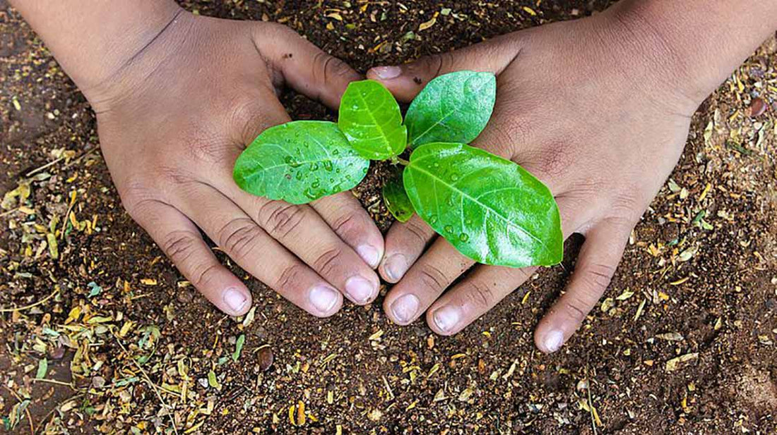 A Guide to Successful Seedling Transplanting