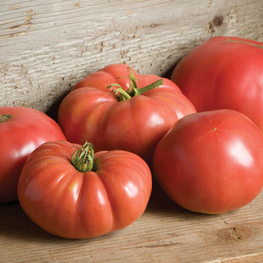 German Johnson - Heirloom Tomato Seeding