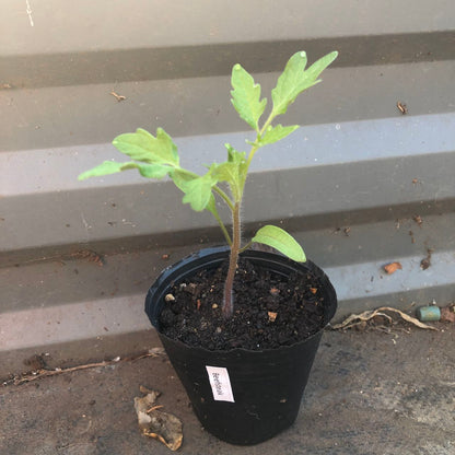 Beefsteak - Heirloom Tomato Seeding