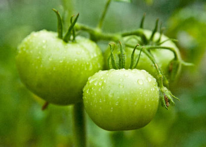 Malakhitovaya Shkatulka - Heirloom Tomato Seeding