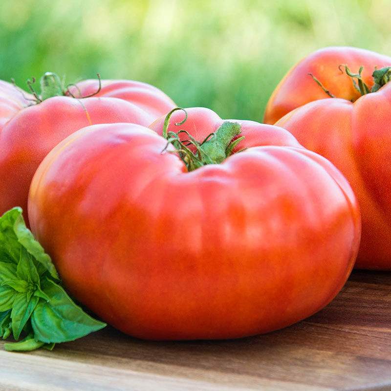 Brandywine - Heirloom Tomato Seeding