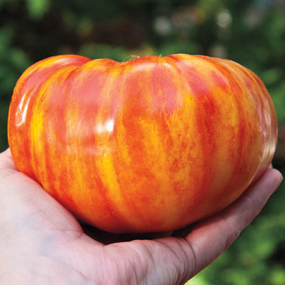 Big Rainbow - Heirloom Tomato Seeding