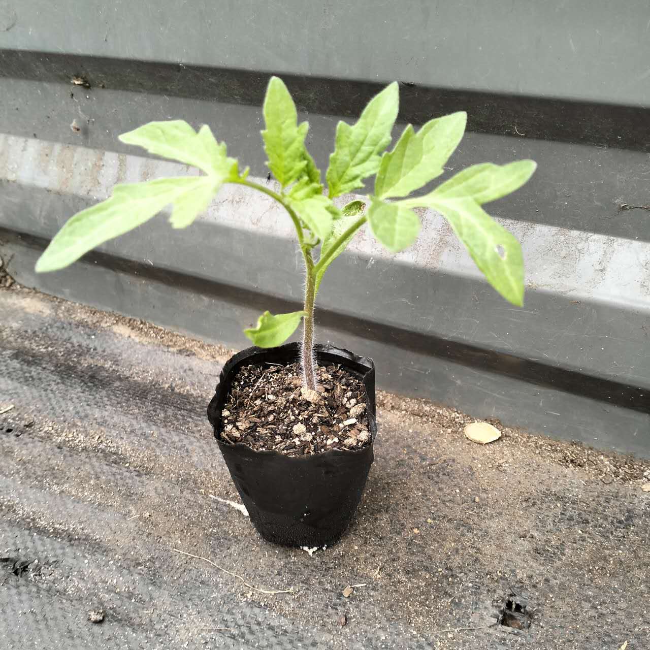 Black Krim - Heirloom Tomato Seedling