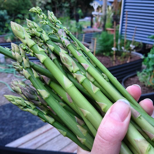 Mary Washington Asparagus Seedlings