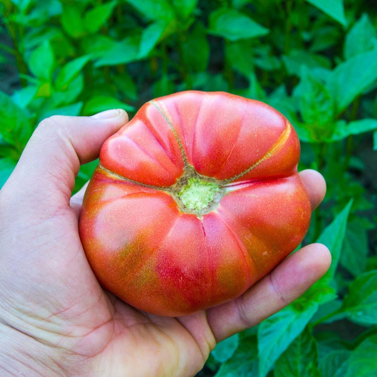 German Johnson - Heirloom Tomato Seeding