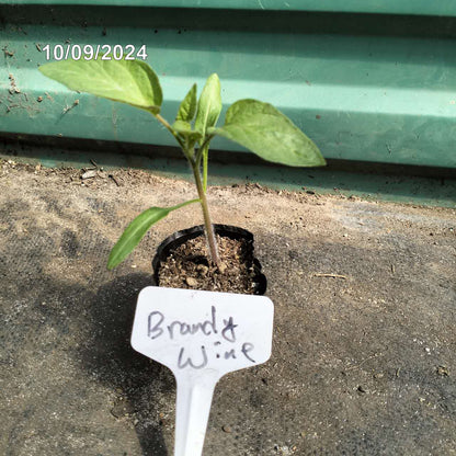 Brandywine - Heirloom Tomato Seeding