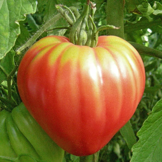 Ox heart - Heirloom Tomato Seeding