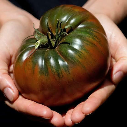 Tomato Black Krim Seedlings