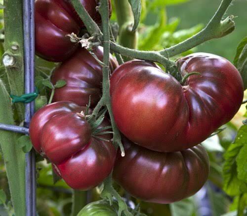 Black Krim - Heirloom Tomato Seedling